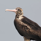 Illustration for article titled These Are The Worlds Weirdest Birds